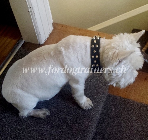 Leder
Halsband fr Westie